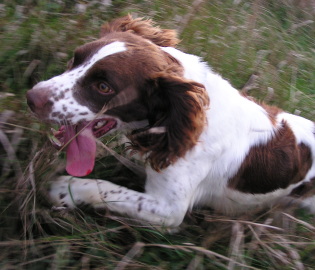 Bandit