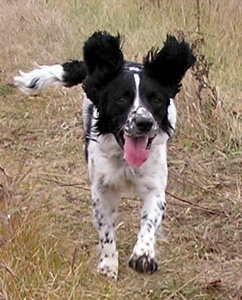 spaniel