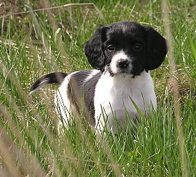 Autumnskye Pup