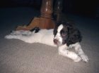 Murphy
