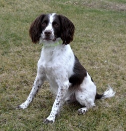 spaniel