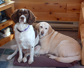 Zeke & Sparky