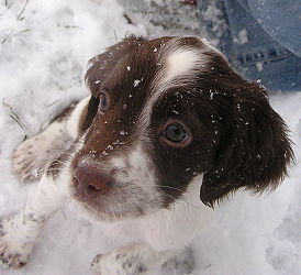 Libby