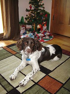 Josie