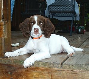 Josephine