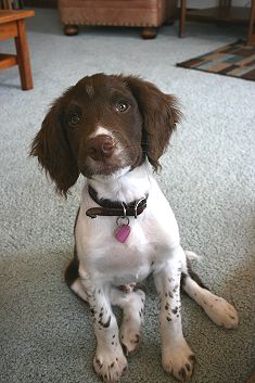 Merlin