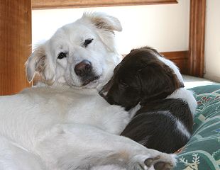Merlin and Phantom