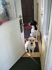 Trot and Friend