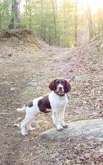 Skye