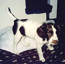Annie