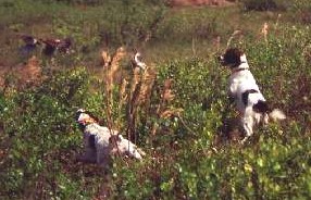 Augie in Action!