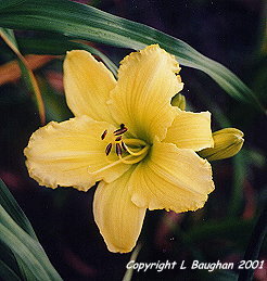 Daydream Believer daylily