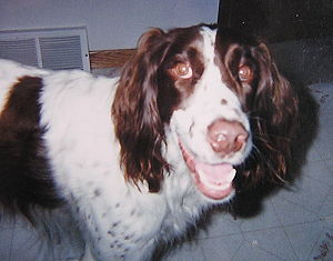 Fonzie