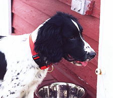 Gus