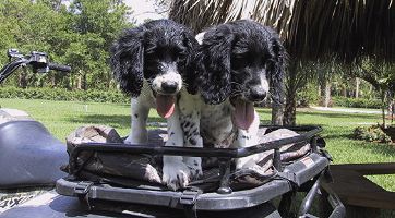 Jack and Junior