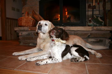 Josie and Mooch