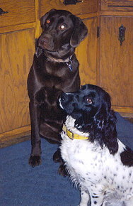 Sylly & Friend