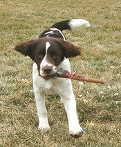 Scout