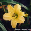 Daydream Believer daylily